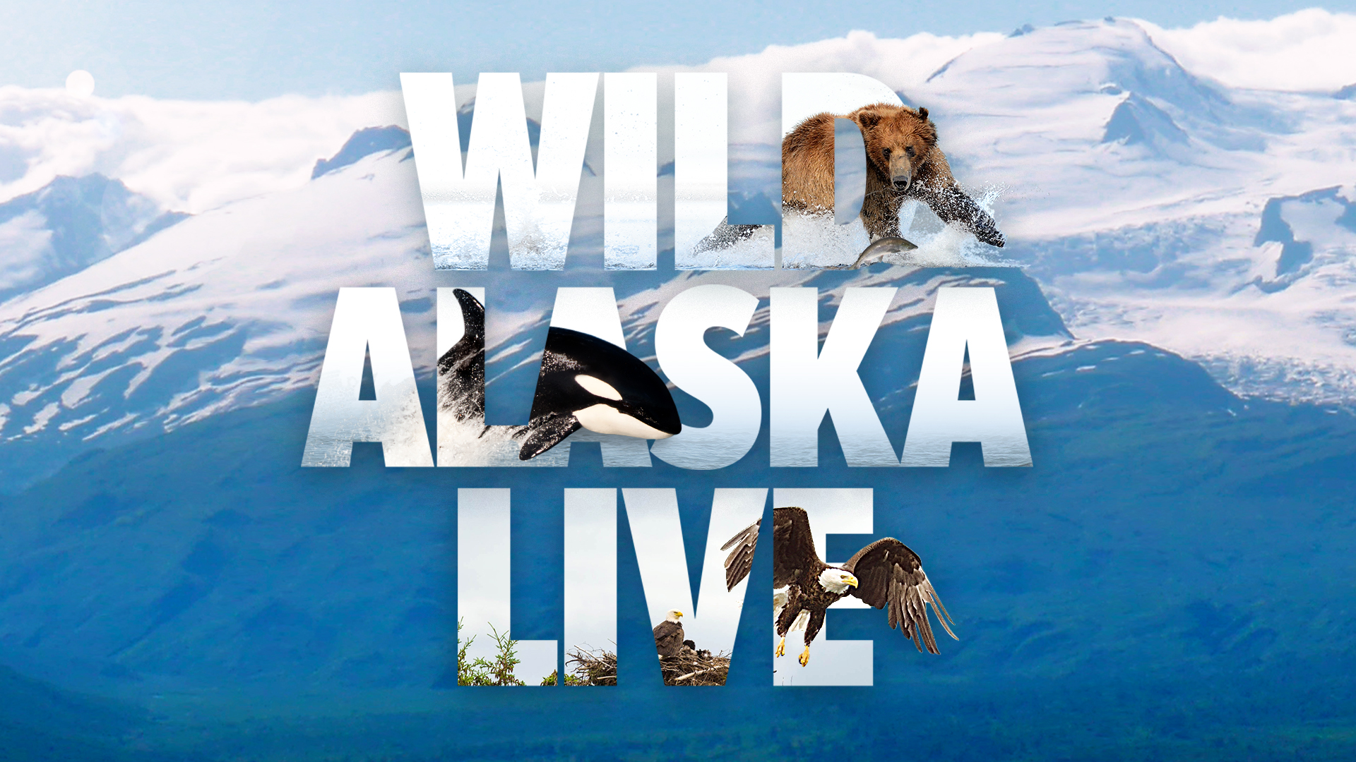Brown Bear Wildlife Wild Alaska Live